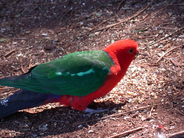 King Parrot